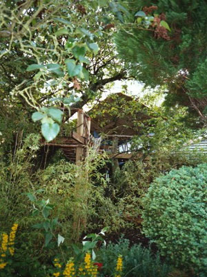 View into the canopy, treehouse, Kings Langley, '03